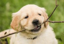 10 Fun Games For Your Dog
