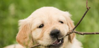 10 Fun Games For Your Dog