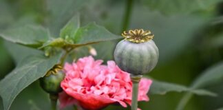 What Is the Penalty for a Drug Possession?