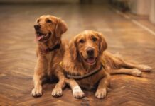 Pet Grooming At Home: 6 Tips That Can Give Professional Results two adult golden retrievers