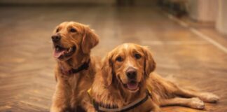 Pet Grooming At Home: 6 Tips That Can Give Professional Results two adult golden retrievers