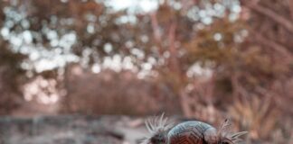 Ayahuasca: Do You Really Need to Head to South America?