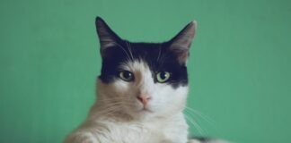 How to Care for Your Aging Cat and Embrace Their 9 Lives black and white cat lying on brown bamboo chair inside room