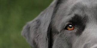 From Bark to Bar: The Intricacies of Pursuing Justice with a Dog Bite Lawyer in New Iberia